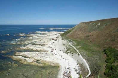 Recently uplifted coastline, New Zealand
